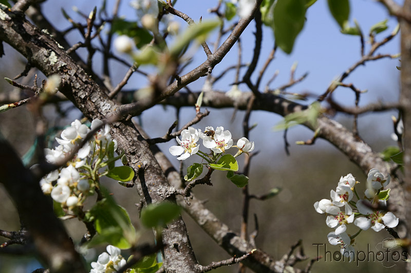 nature animal insecte printemps fleur pommier pomme apple tree abeille bee miel honey butiner