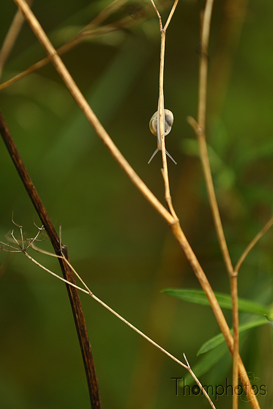 nature animal escargot snail cagouille petit gris gros gris de bourgogne jaune strié gastéropode jardin pluie humide bave
