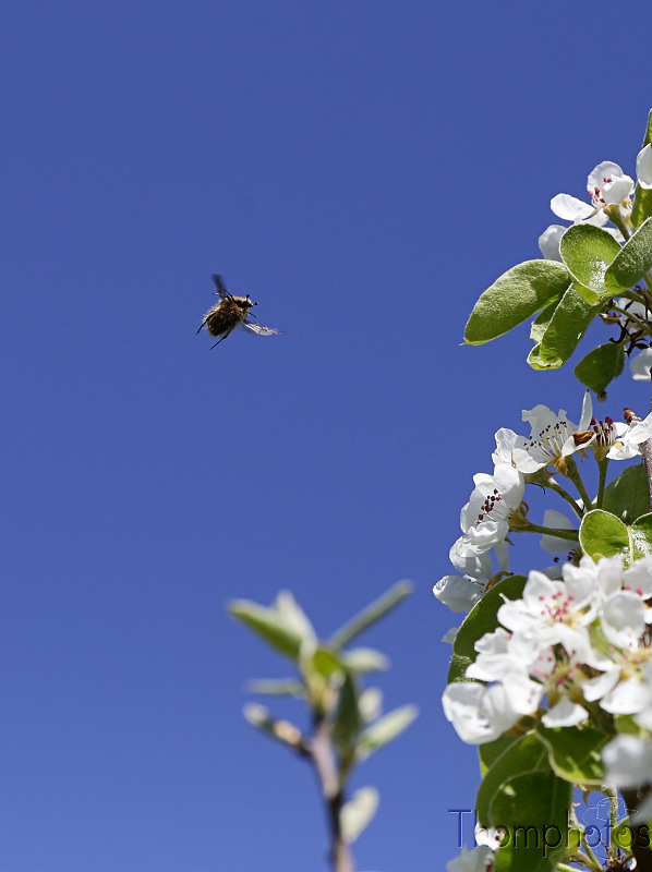 nature animal insecte printemps fleur pommier pomme apple tree cétoine dorée vol fly
