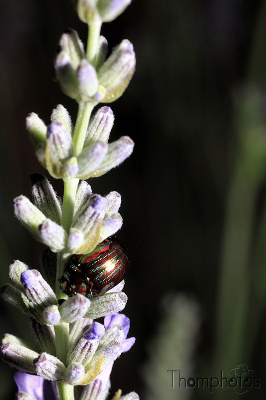 scarabée doré butineur nature lavande fleur violette