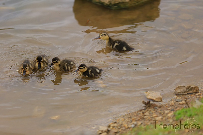 nature animal nature canards duck mère maman mama mother caneton ducky noir et jaune black and yellow