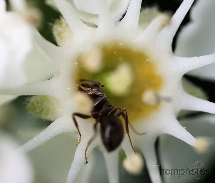 fourmis nature fleur