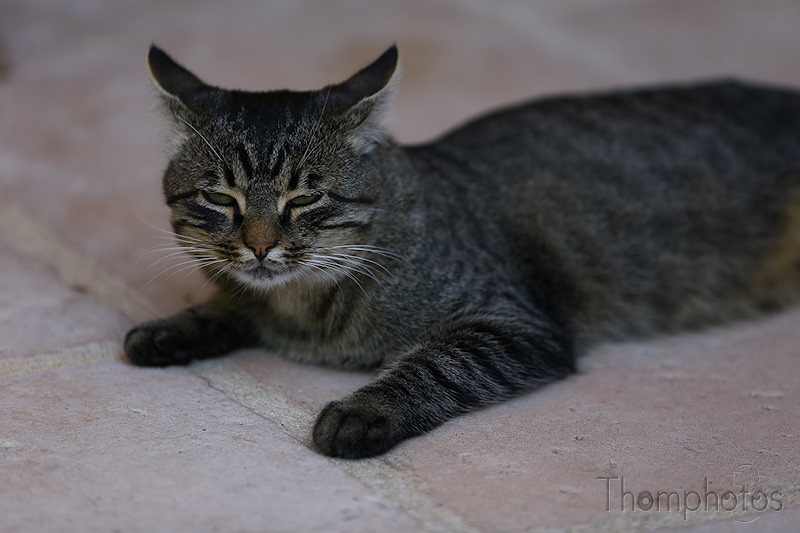 nature animal chat cat miaou matou fripouille pouille tigré rayé pouill'pouille