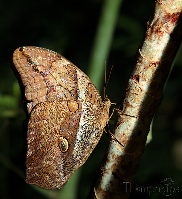 Papillon nature Morpho hibou