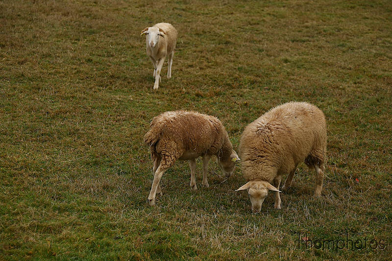 nature animal mouton sheep laine bêh mêh objat corrèze