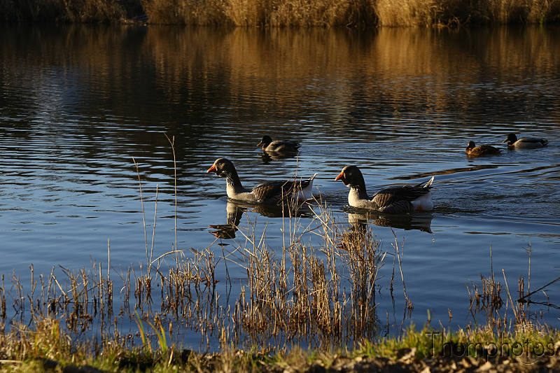 nature animal oie goose oiseau eau water étang pond sauvage wild