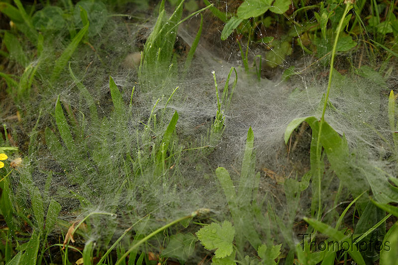 animal toile araignée spider web arachne nature herbe grass rosée water eau cloud nuage fog brouillard matin morning