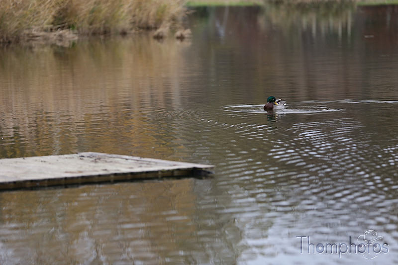 nature animal canards sauvages wild duck grises grey bec orange eau water étang roseaux ajoncs automne colvert