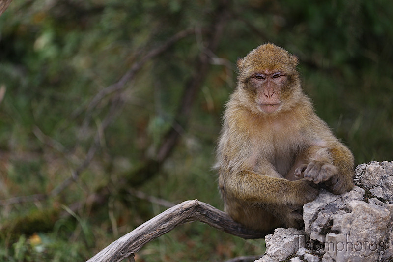 nature animal singe macaque de barbarie monkey rocamadour forêt des singes semi sauvage half wild branche tree arbre jeune ado teen