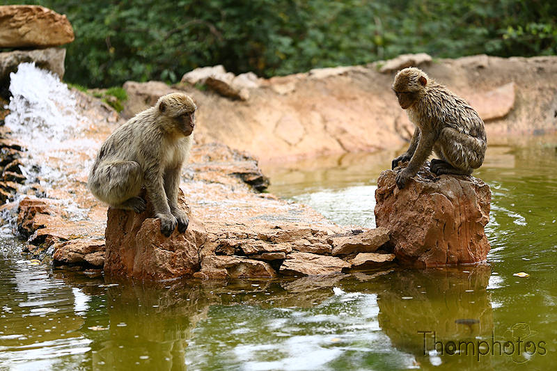 nature animal singe macaque de barbarie monkey rocamadour forêt des singes semi sauvage half wild étang eau water combat fight