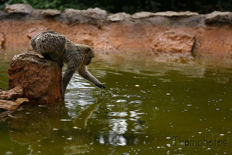 nature animal singe macaque de barbarie monkey rocamadour forêt des singes semi sauvage half wild étang eau water