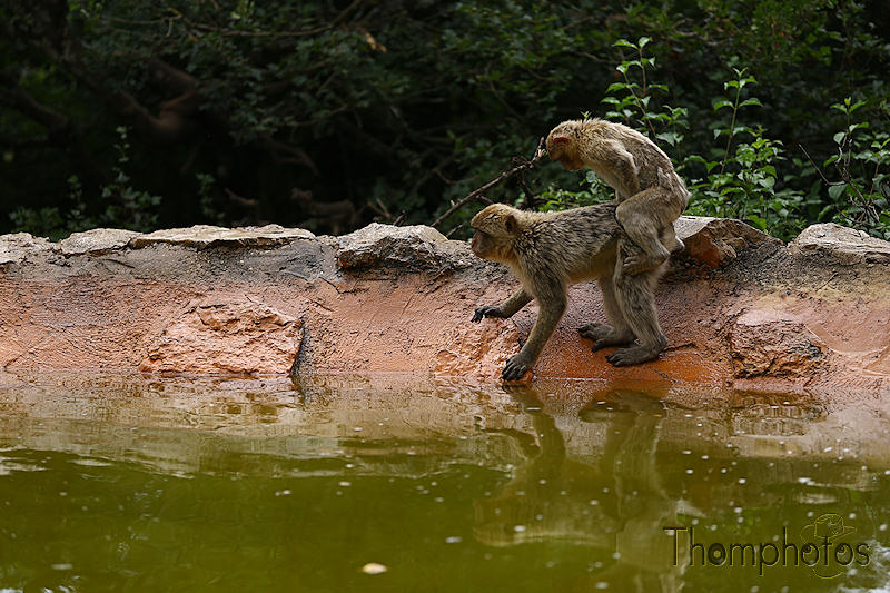 nature animal singe macaque de barbarie monkey rocamadour forêt des singes semi sauvage half wild love  amour sexe sex reproduction