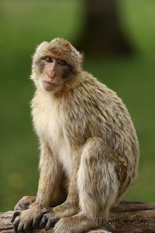 nature animal singe macaque de barbarie monkey rocamadour forêt des singes semi sauvage half wild pose photoshoot shooting perfection buzz