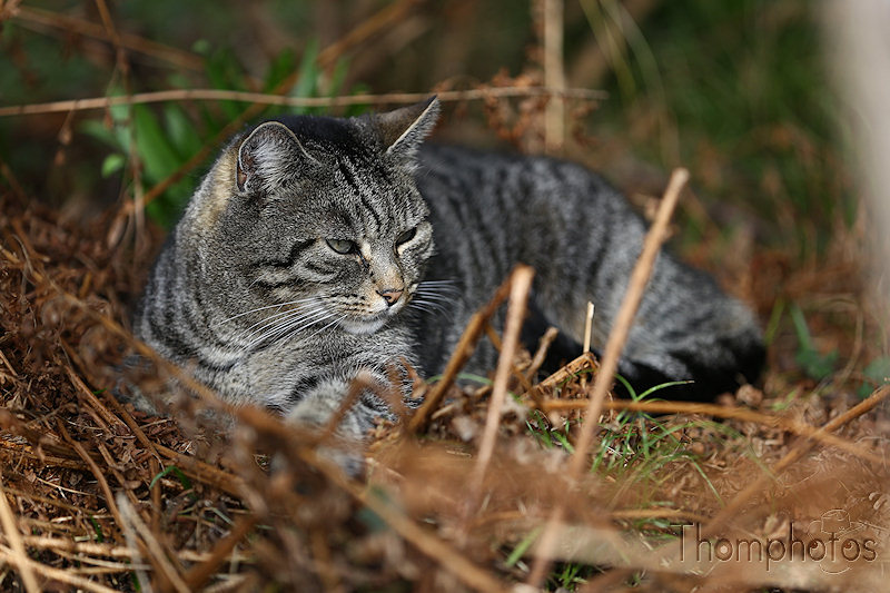 nature animal chat cat miaou matou tigré tiger strip tibou amour love jardin garden