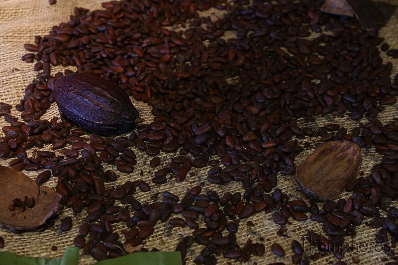 cuisine musée du chocolat cacao cocoa terrasson bovetti sucrerie sweet graines fèves