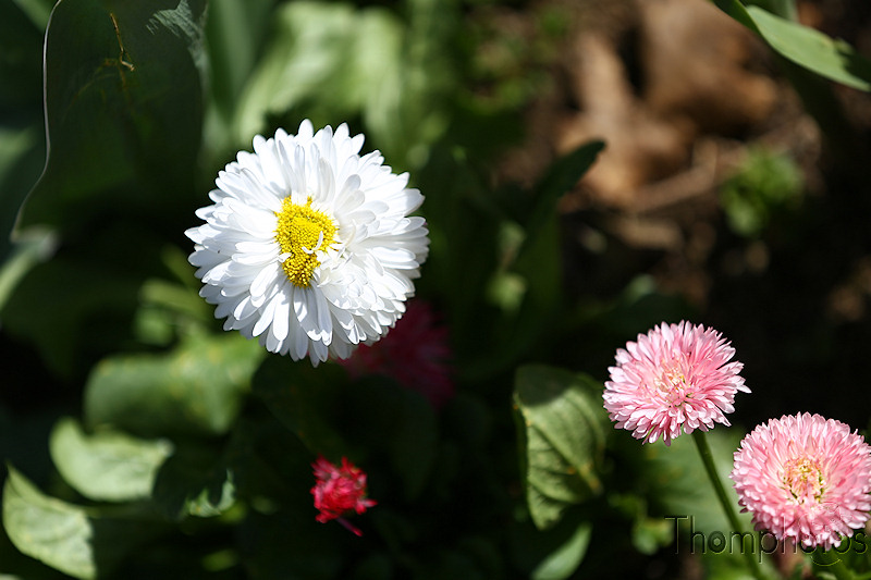 nature printemps fleurs flower spring blanche white paquerette boule ball