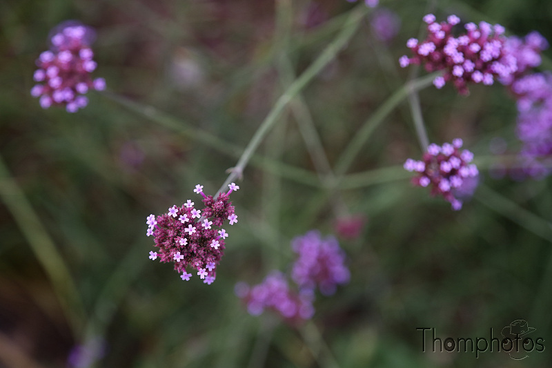 nature plante fleur flower mauve violet