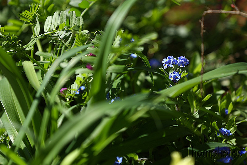 nature printemps fleurs flower spring myosotis bleu blue