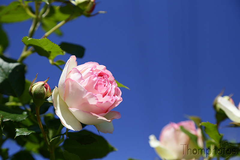 nature plante fleur flower roses rose pink blanche white promenade russin