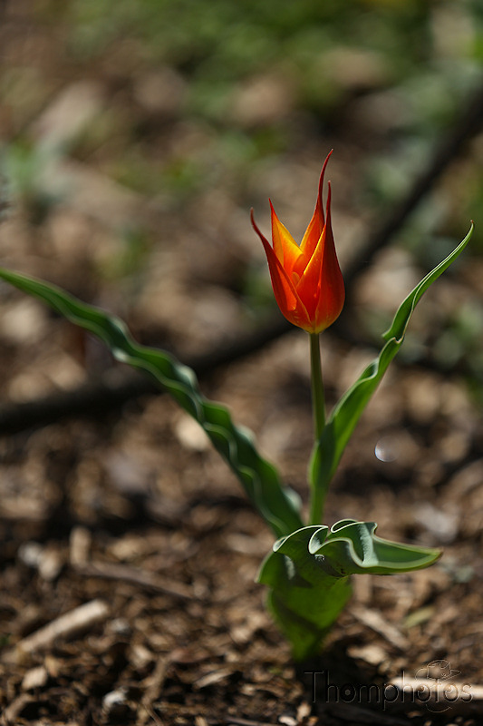 nature printemps fleurs flower spring tulipe piquante spike