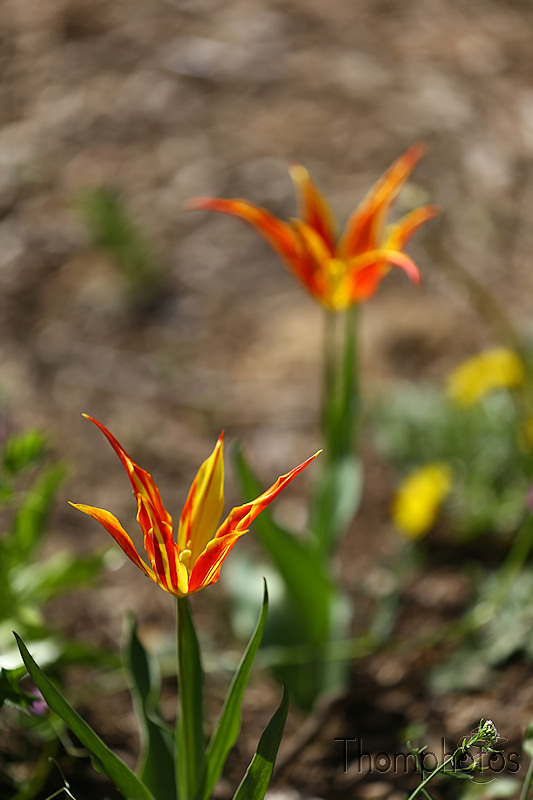 nature printemps fleurs flower spring tulipe piquante spike