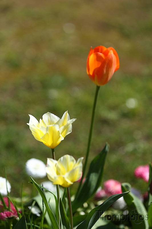nature printemps fleurs flower spring tulipe jaune yellow