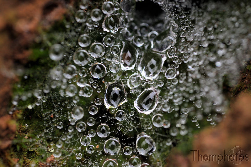 reportage 2010 chemin Corrèze automne toile araignée way france brive la gaillarde malemort sur corrèze dampniat rivière river macro gouttes d'eau water drop