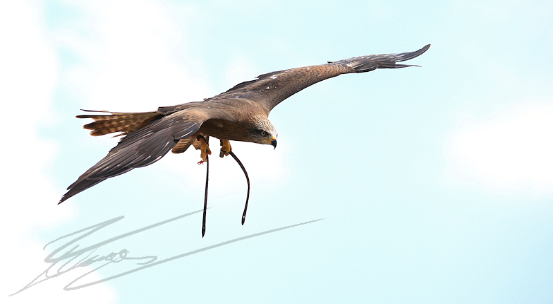 reportage 2011 france rocamadour rocher des aigles milan noir en vol rock of the eagles flight fly bird