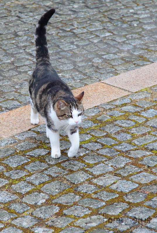reportage 2012 bretagne sud breizh izel kenavo J11 jour 11 architecture Rochefort-en-terre rochefort en terre église collégiale notre dame de la tronchaye chat mignon sous la pluie