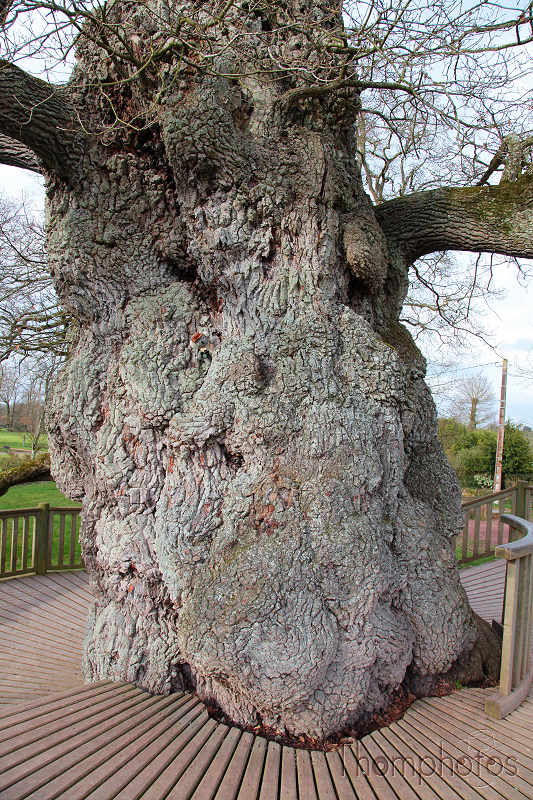 reportage 2012 bretagne sud breizh izel kenavo J12 jour 12 légende forêt de brocéliande roi arthur merlin l'enchanteur fée viviane morgane fontaine de jouvence chêne d'Éon Éon guillotin millénaire 1'000 ans tronc 9m circonférence Koala Jones