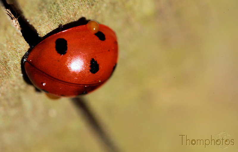 reportage 2012 bretagne sud breizh izel kenavo J2 jour 2 parc animalier de branféré coccinelle macro MPE-65mm canon lumière naturelle