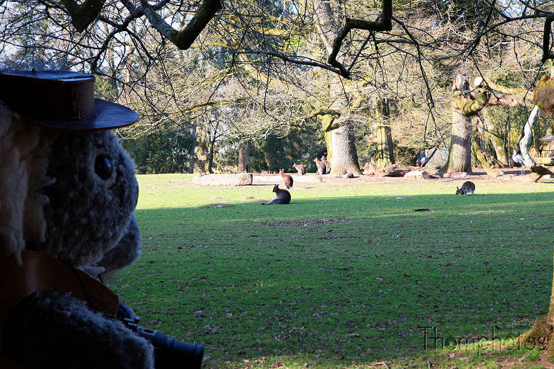 reportage 2012 bretagne sud breizh izel kenavo J2 jour 2 parc animalier de branféré koala jones peluche mascotte kangourou wallaby marsupilami