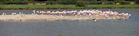 reportage 2012 port barcarès port leucate côte sud ouest mer méditerrannée jour 2 j2 france pays cathare catalan côte vermeille soleil vacances sigean réserve africaine parc animalier zoo animaux circuit voiture flamants roses pano panoramique