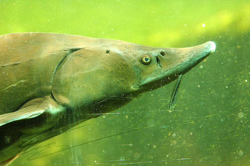 reportage 2014 aquarium périgord noir black dordogne lot poisson fish esturgeon caviar nourriture sous-marin aquatique eau water aqua luxe beluga sterlet sturio