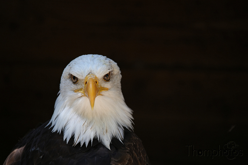 reportage photo été 2020 rocamadour causses du quercy rocher des aigles eagle's rock oiseau bird vol flight pygargue à tête blanche américain portrait impérieux impérial