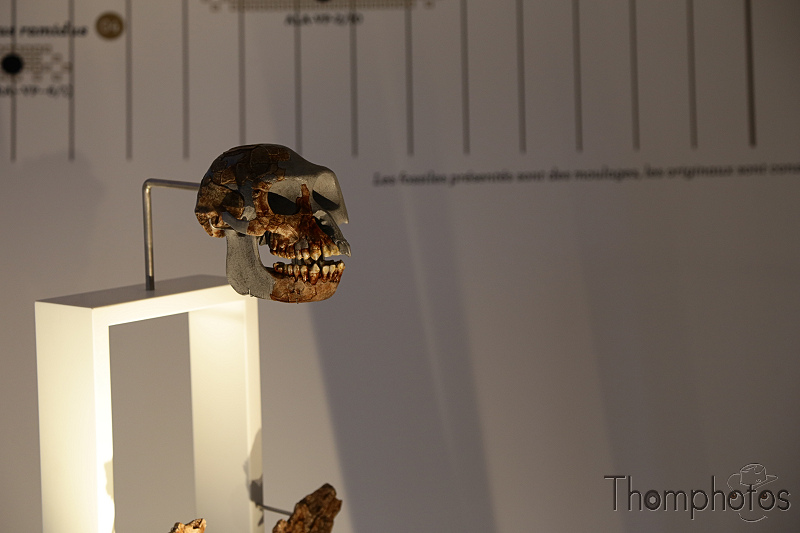 reportage photo été 2021 france eurodisney mickey paris disney disneyland musée de l'Homme cro-magnon australopithèque silex homme des cavernes crâne skull lucy
